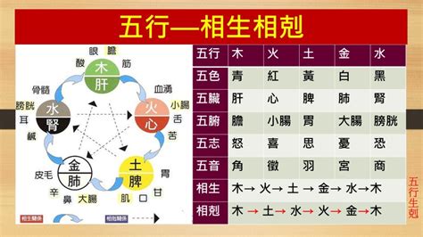 五行生剋制化|第10講 第一章 第二節 五行學說：基本內容 在中醫學中的運用